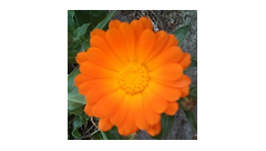 La Yuyera Almacen Natural + Nodo UTT